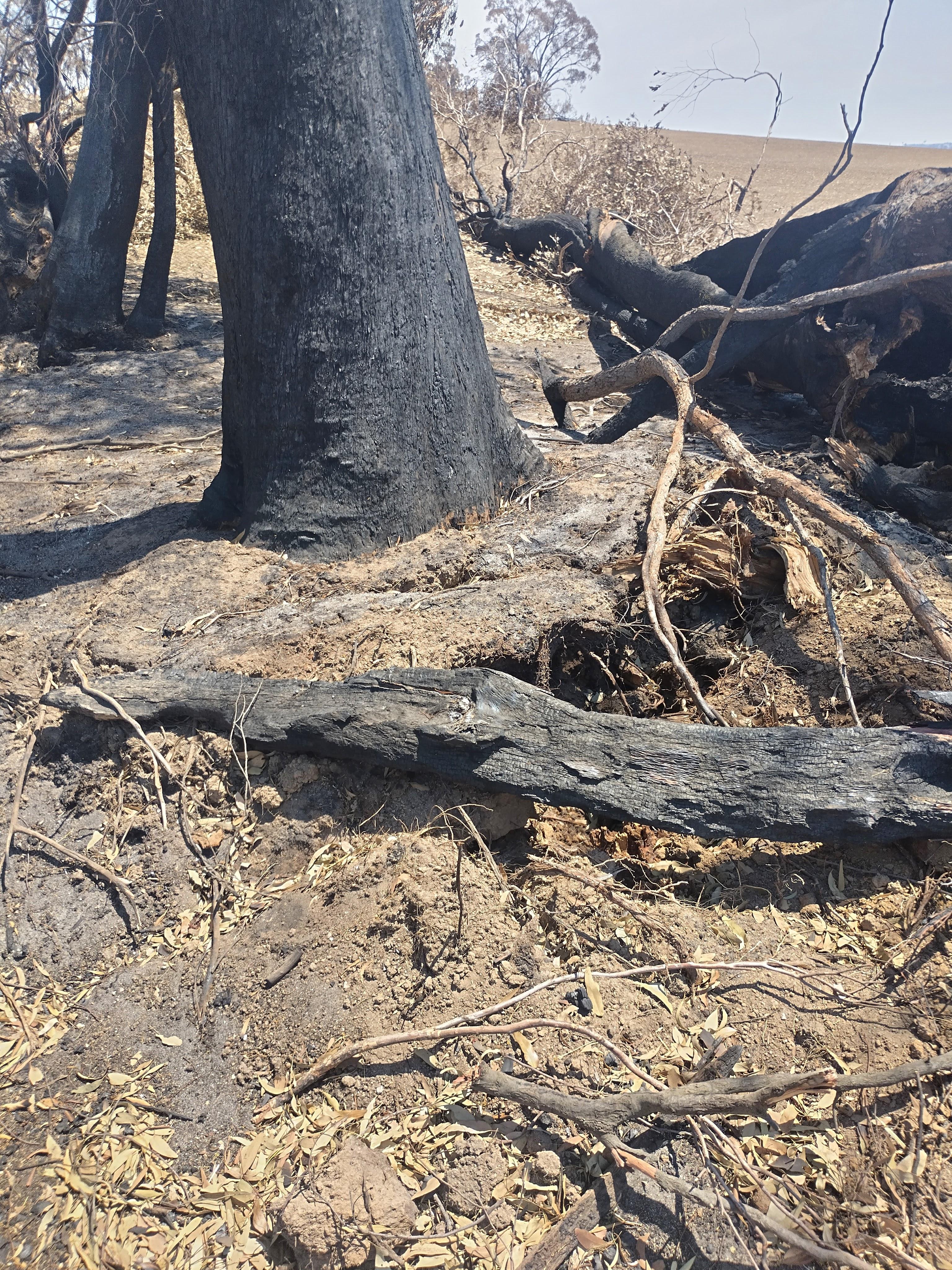 A fire-damaged tree and site, illustrating the structural defects and risk factors considered during a tree risk assessment