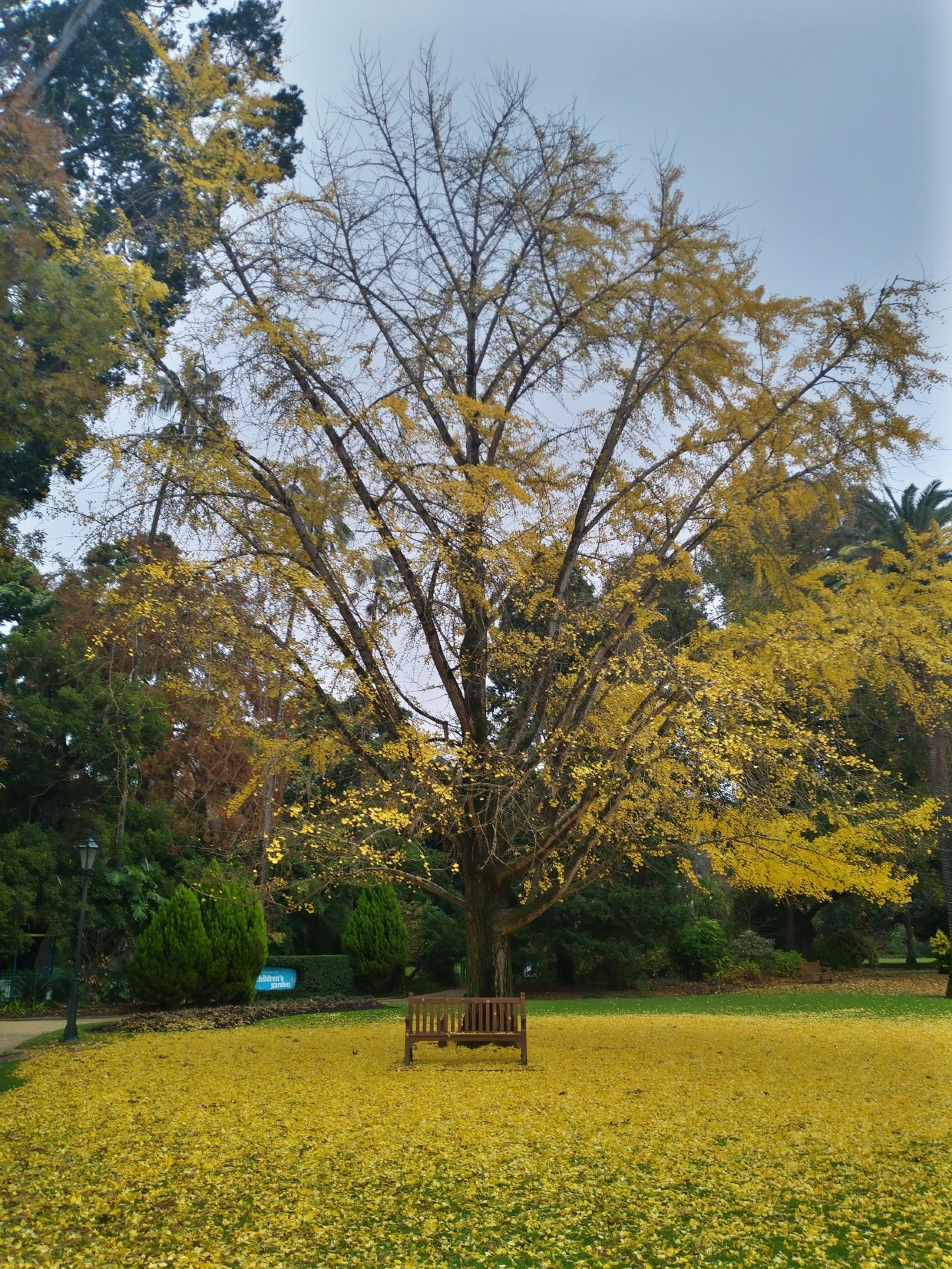 A mature ginkgo tree in full golden autumn canopy, reflecting Arborisculpture's focus on long-term tree health and environmental stewardship