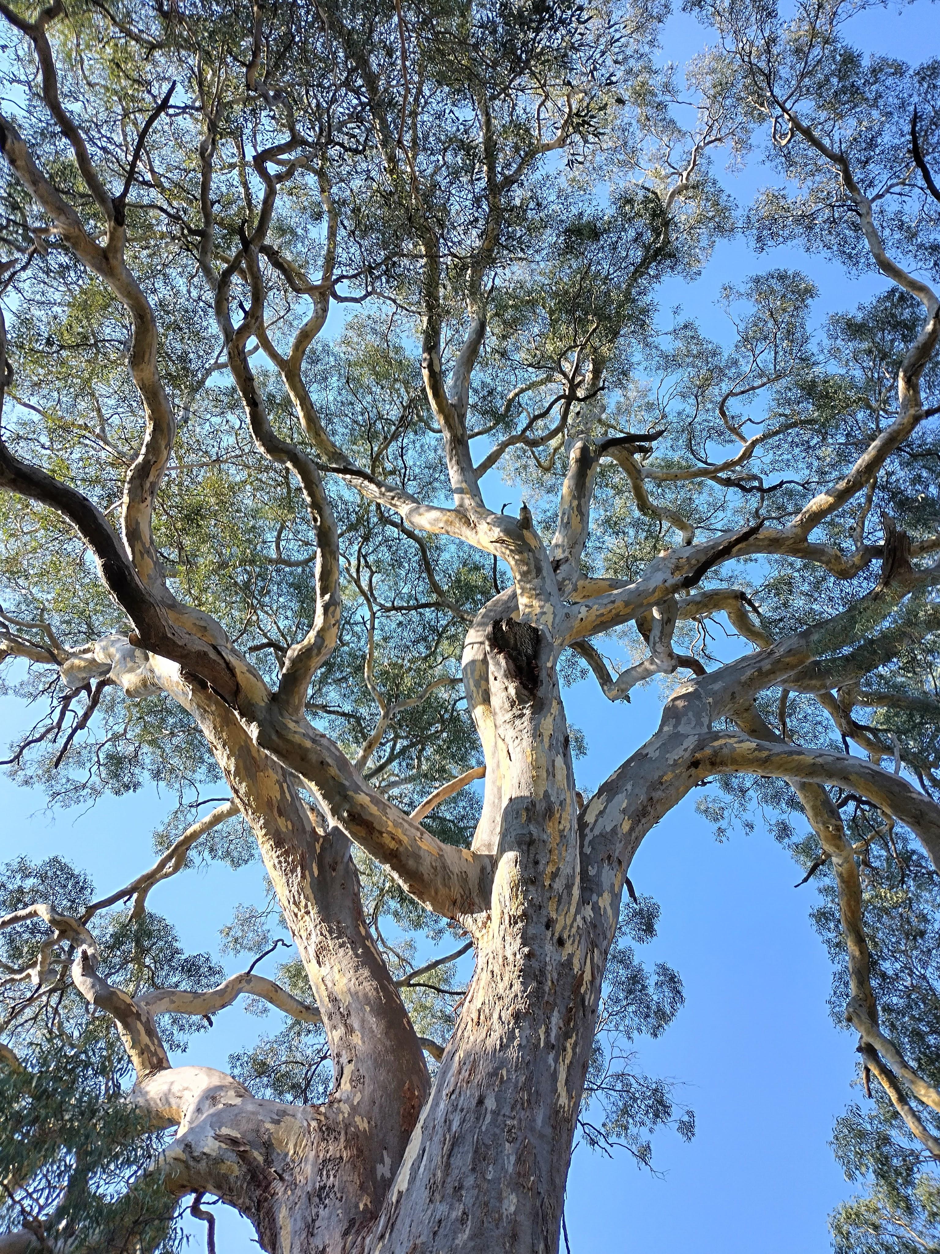 Looking up through the canopy of a mature river red gum, reflecting fifteen years of hands-on arboricultural field experience