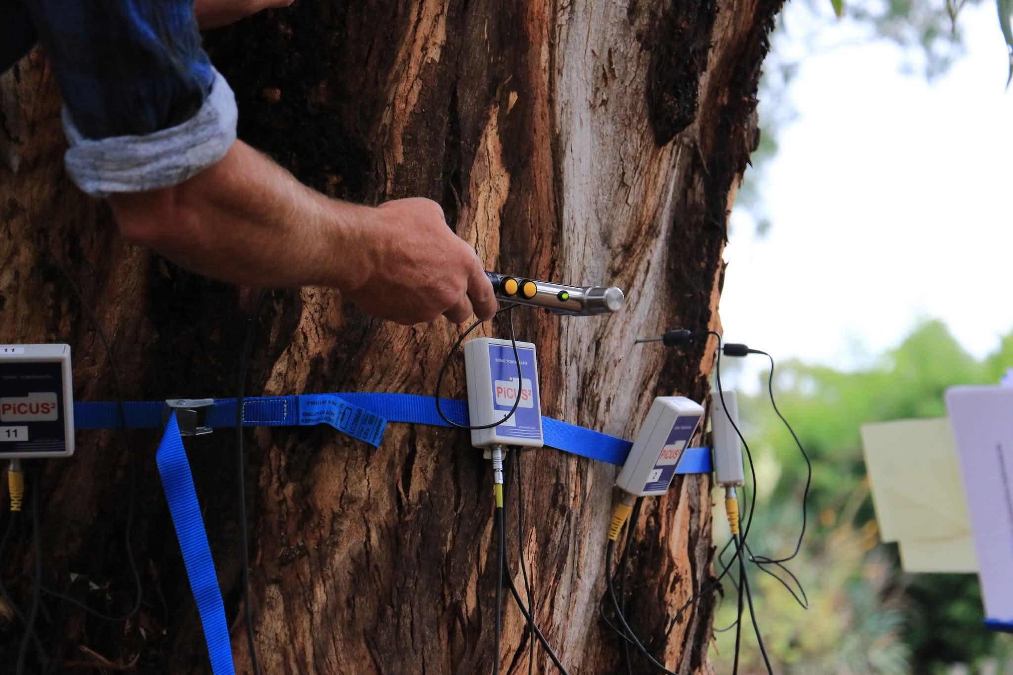 A PiCUS Tomograph being used to assess the internal condition of a tree as part of a specialised diagnostic assessment